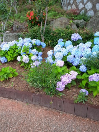 입선 여름, 수국 - 박소미