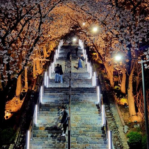 [대상]박민지 - 침산공원 벚꽃계단