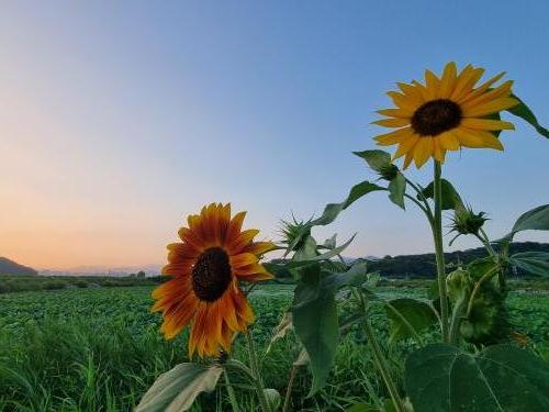 [특선]해바라기(구천지)
