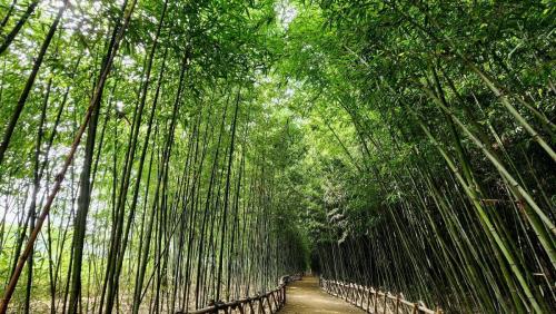 [입선]유성상 - 죽곡댓잎 소리길